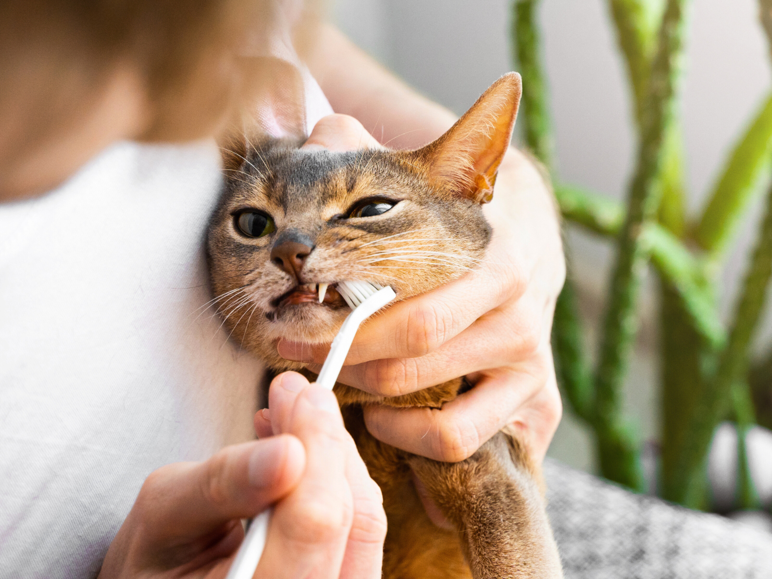 Are You Supposed to Brush Your Cat'S Teeth