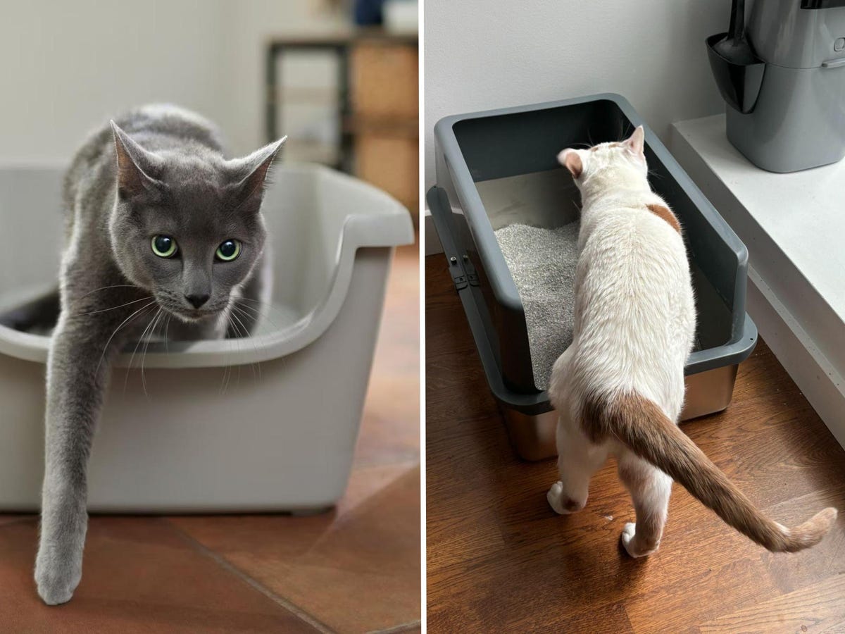 Best Litter Box for Big Cats