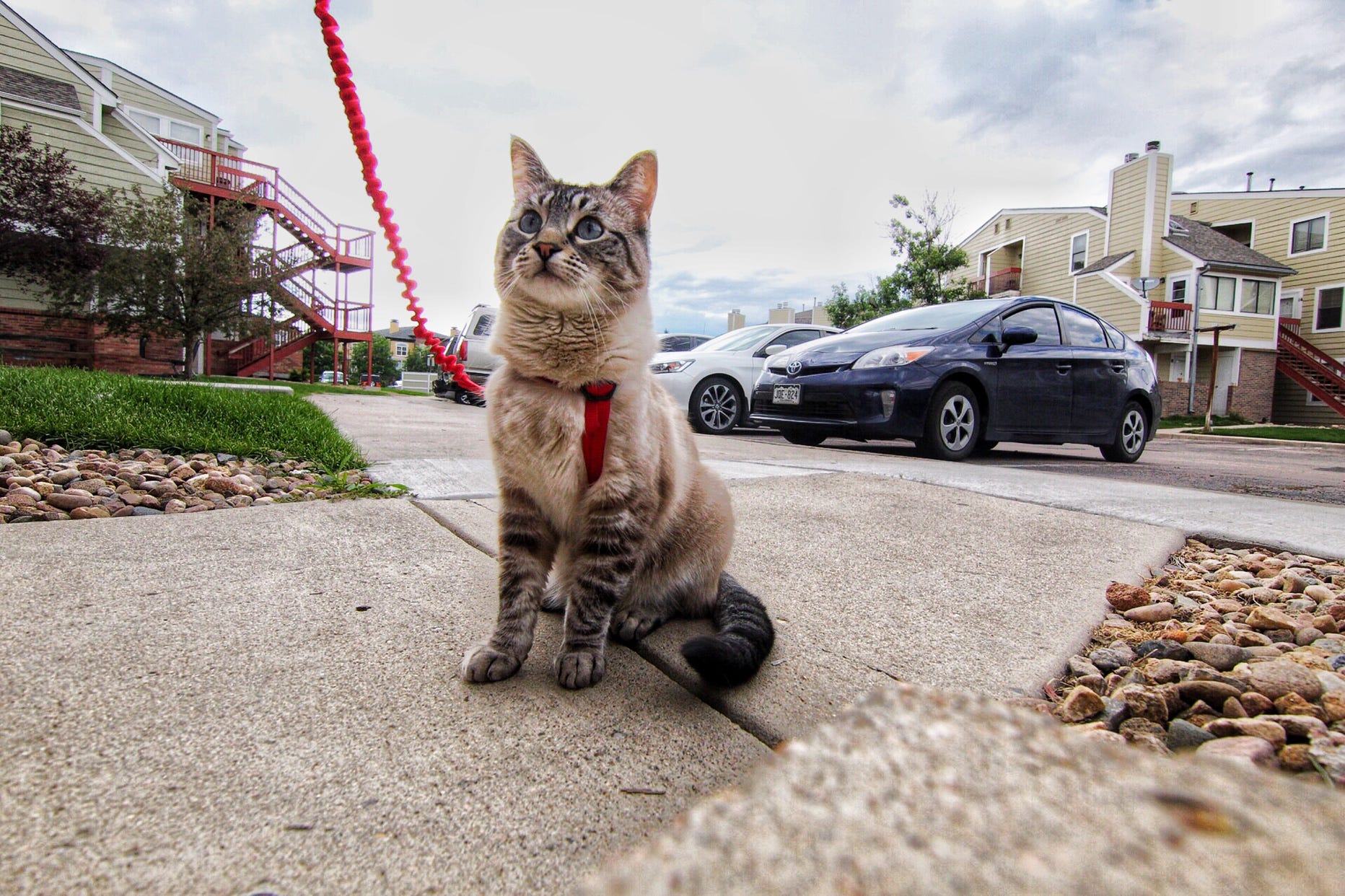Can a Cat Be Trained to Walk on a Leash