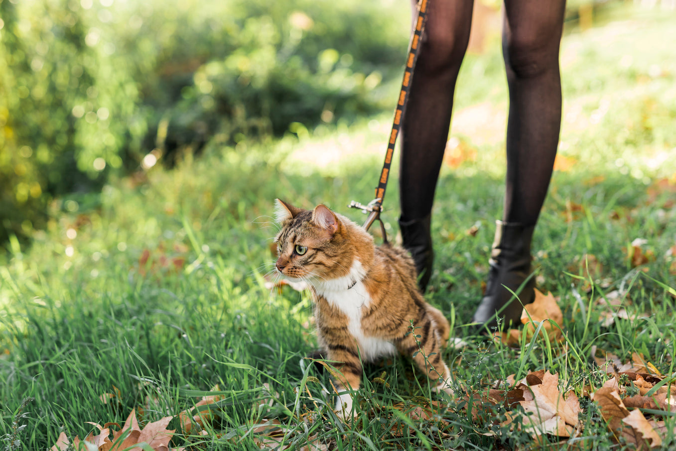 Can a Cat Walk in a Leash