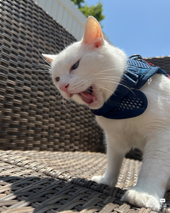 Can Cats Be Leash Trained
