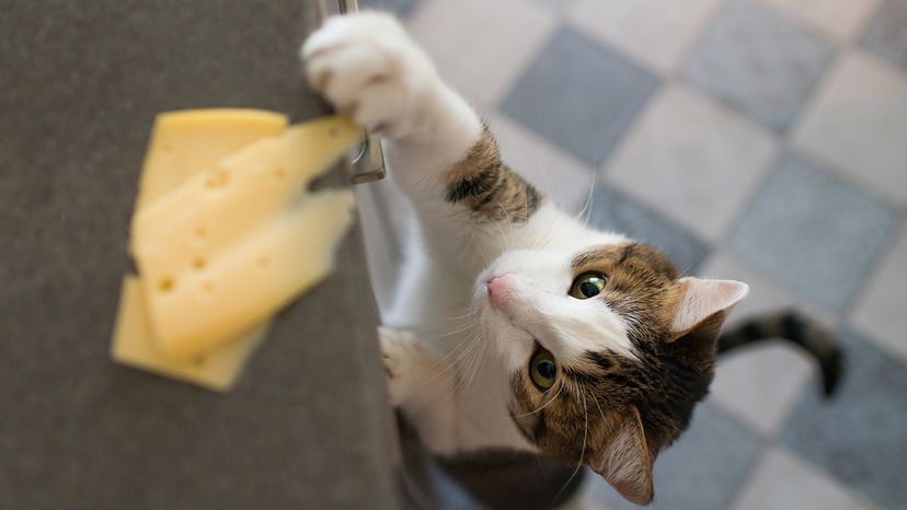 Can Cats Get Nutrition from Cheese