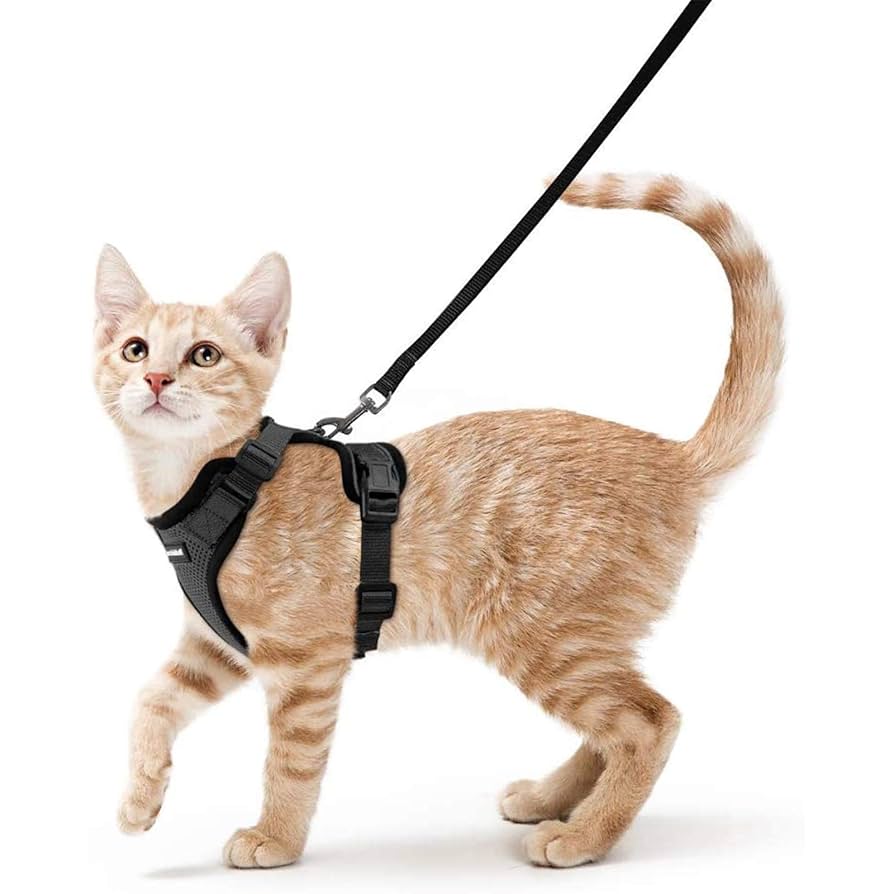 Can Cats Go on a Leash