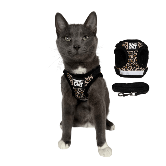 Can Cats Go on Leashes