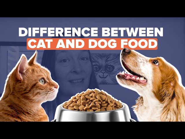 Can Dogs Eat Wet Cat Food