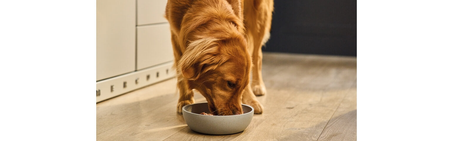 Can Dogs Have Wet Cat Food