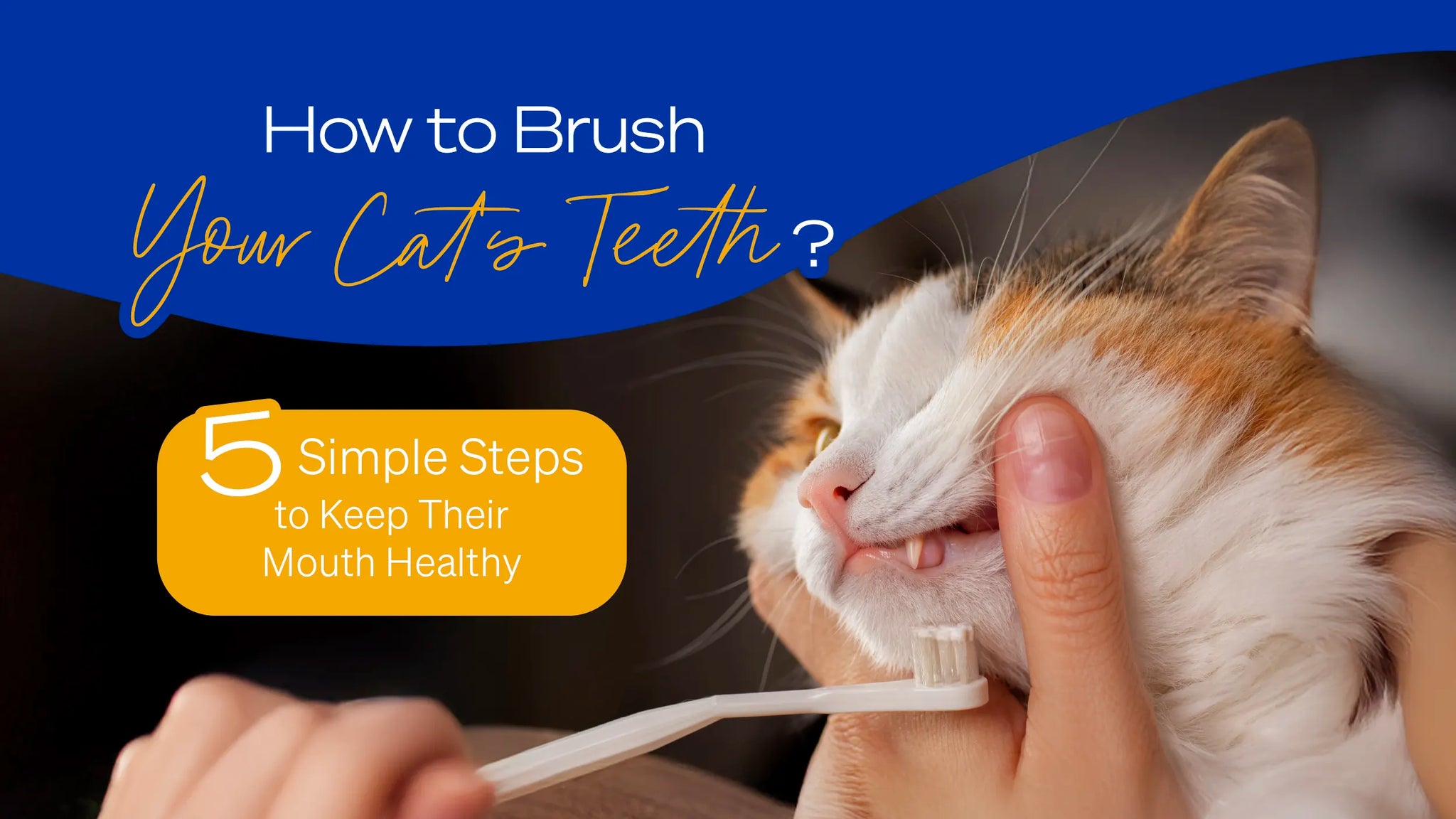 Can I Brush My Cats Teeth With Toothpaste