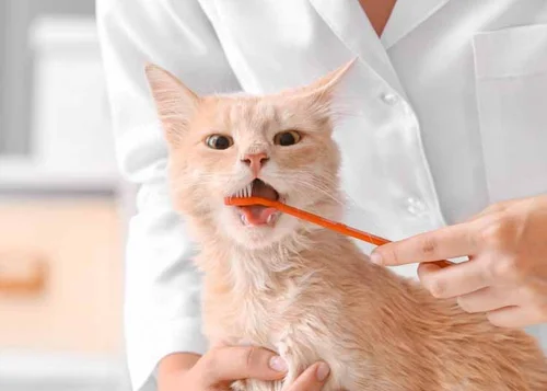 Can I Brush My Cats Teeth
