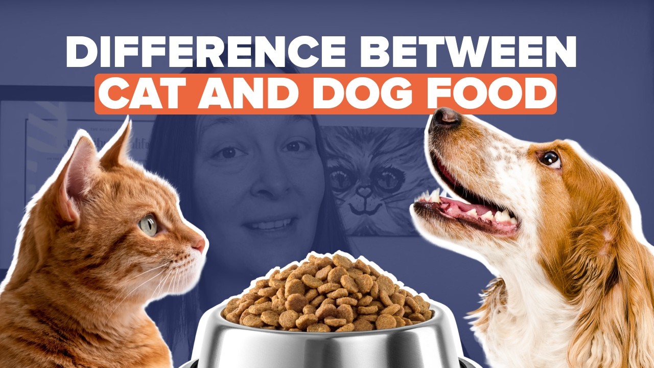 Can I Feed My Cat Dog Food