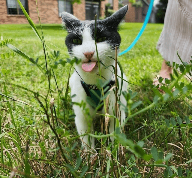 Can I Teach My Cat to Walk on a Leash