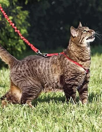 Do Cats Have to Be on a Leash