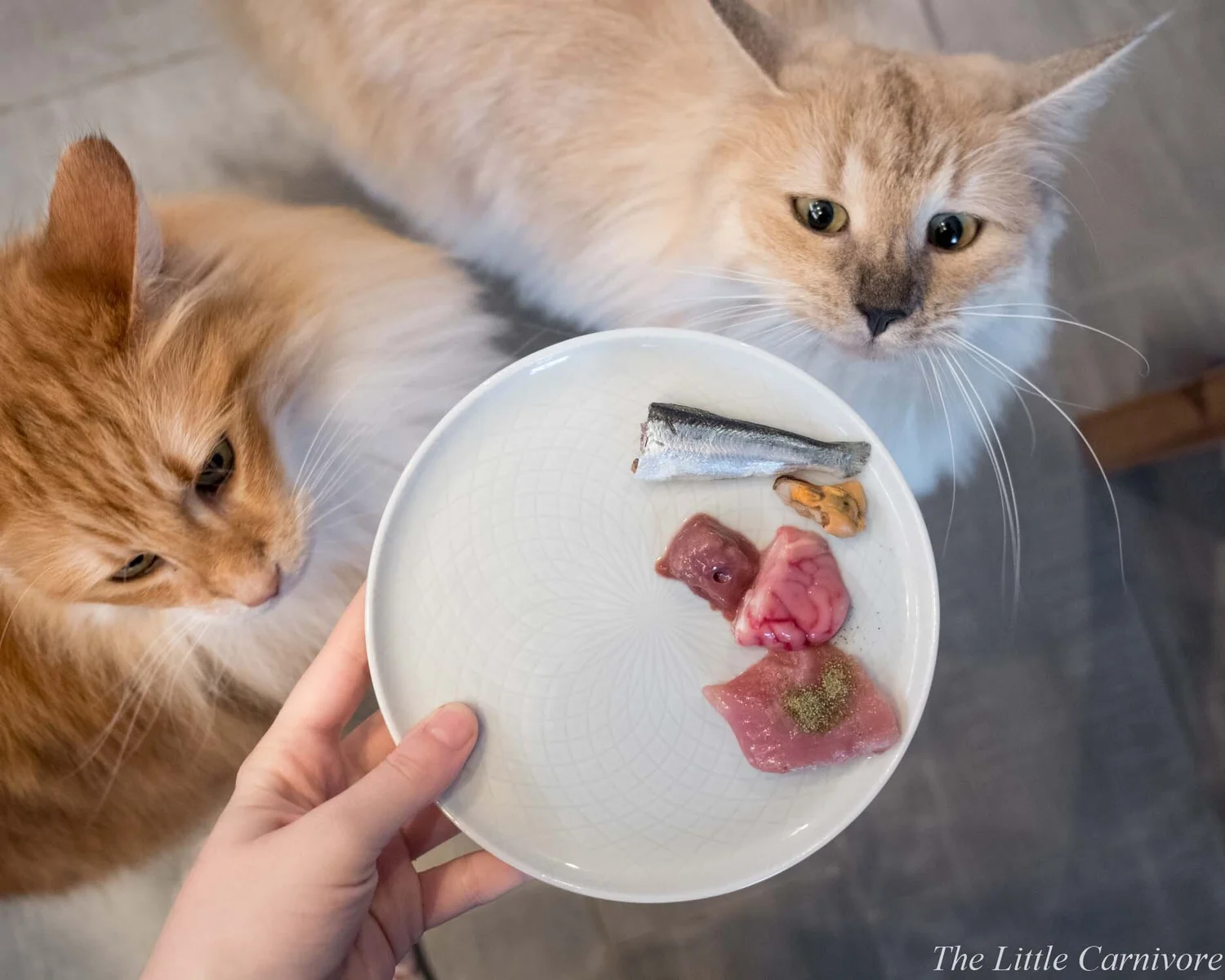 Do Cats Need Dietary Fiber Feline Nutrition