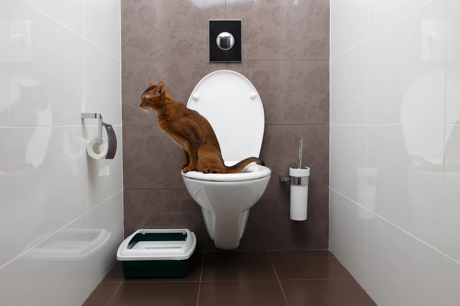 Do Cats Need Potty Training