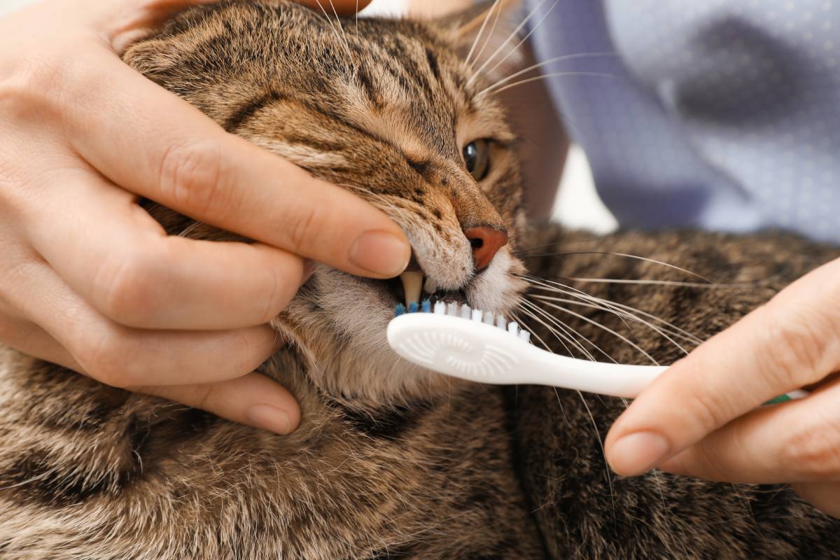 Do I Need to Brush My Cat'S Teeth