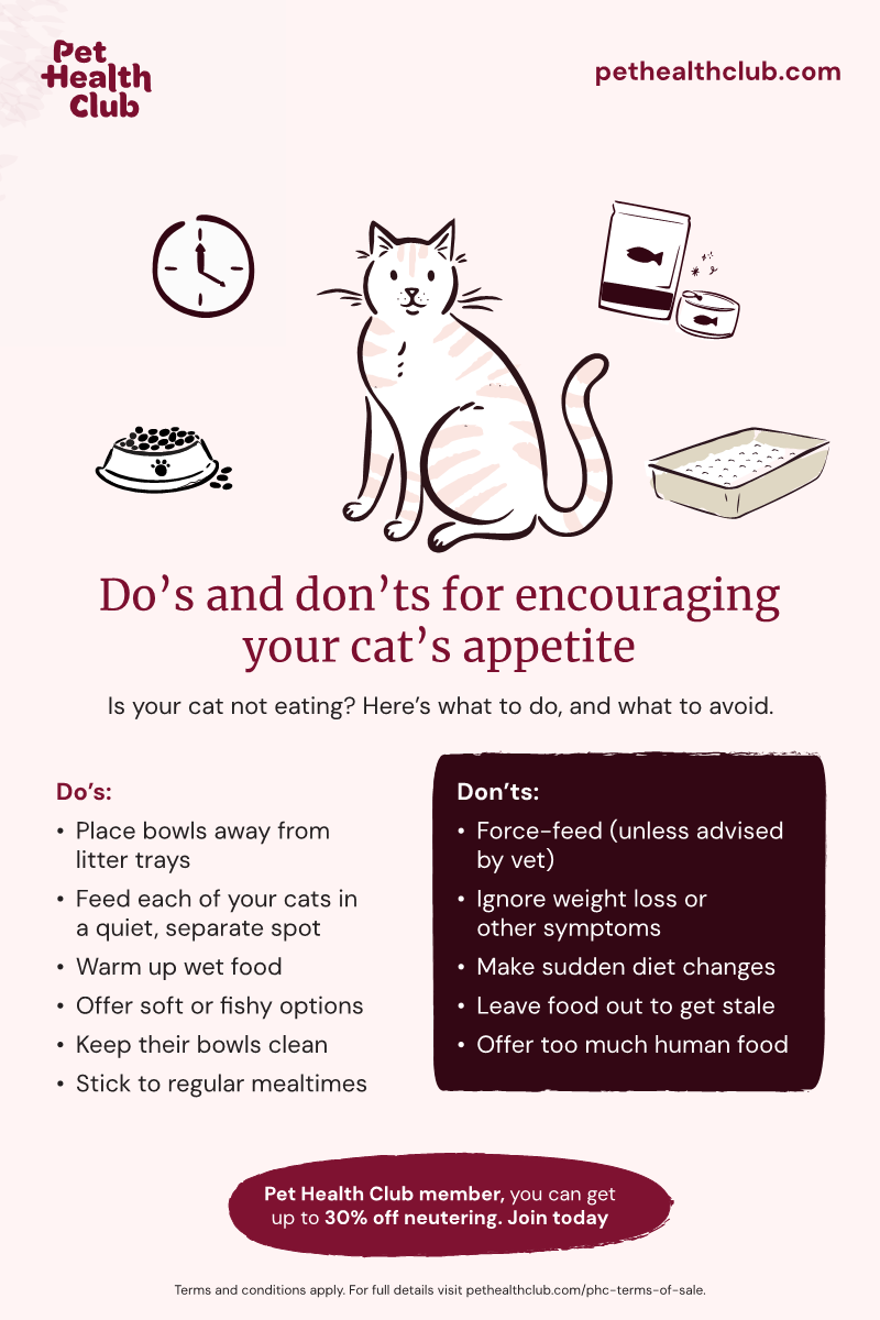 Does Nutritional Yeast Increase a Cat'S Appetite