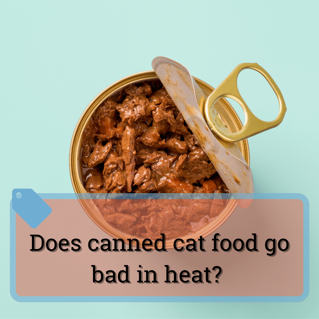 Does Wet Cat Food Go Bad