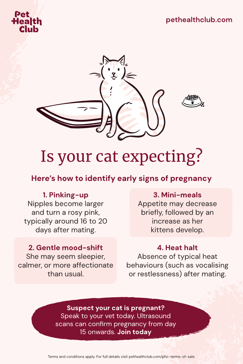 How Do Fetus Cats Receive Nutrition