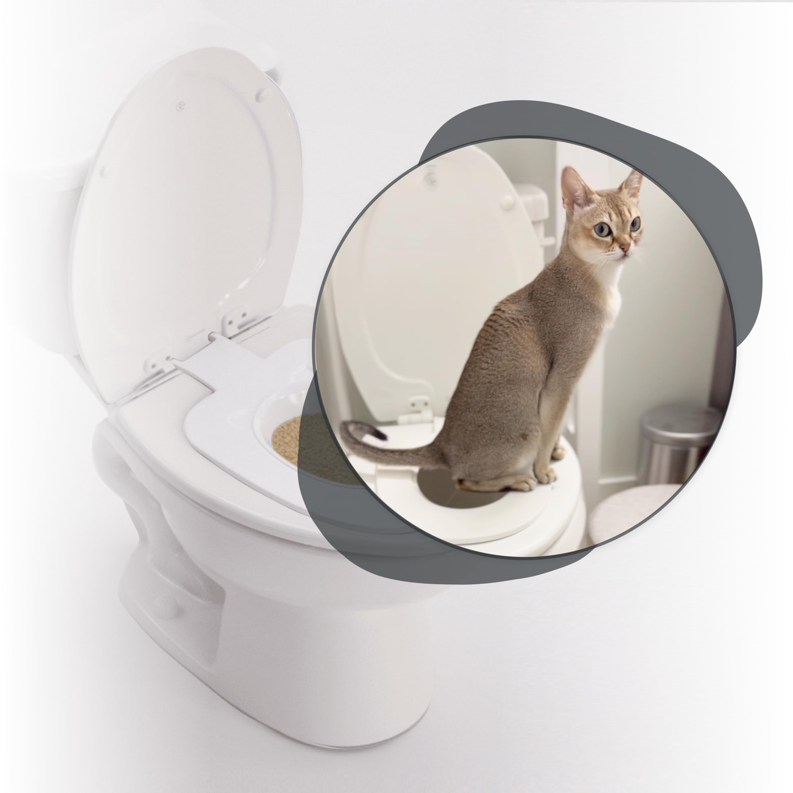 How Do You Train Cats to Use the Toilet