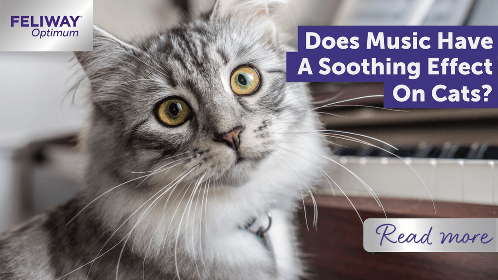 Picture Idea: How Does Music Affect Cats Behavior Surprising Insights
