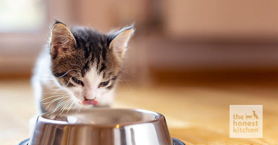 How Long Should a Cat Eat Kitten Food
