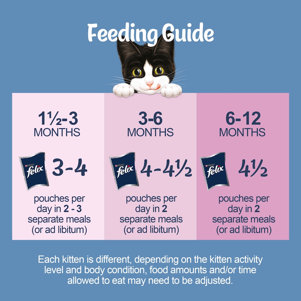 How Much Cat Food Per Day Wet