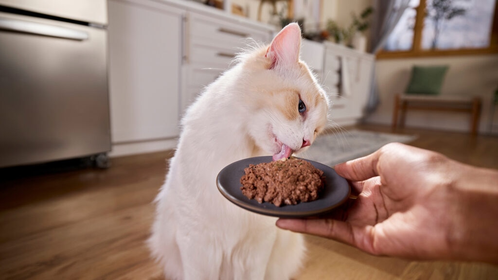 How Much Nutritional Value Does Eating Cat Have