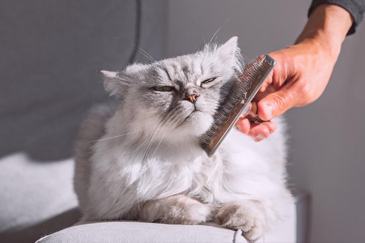 How Often Should I Brush My Cat