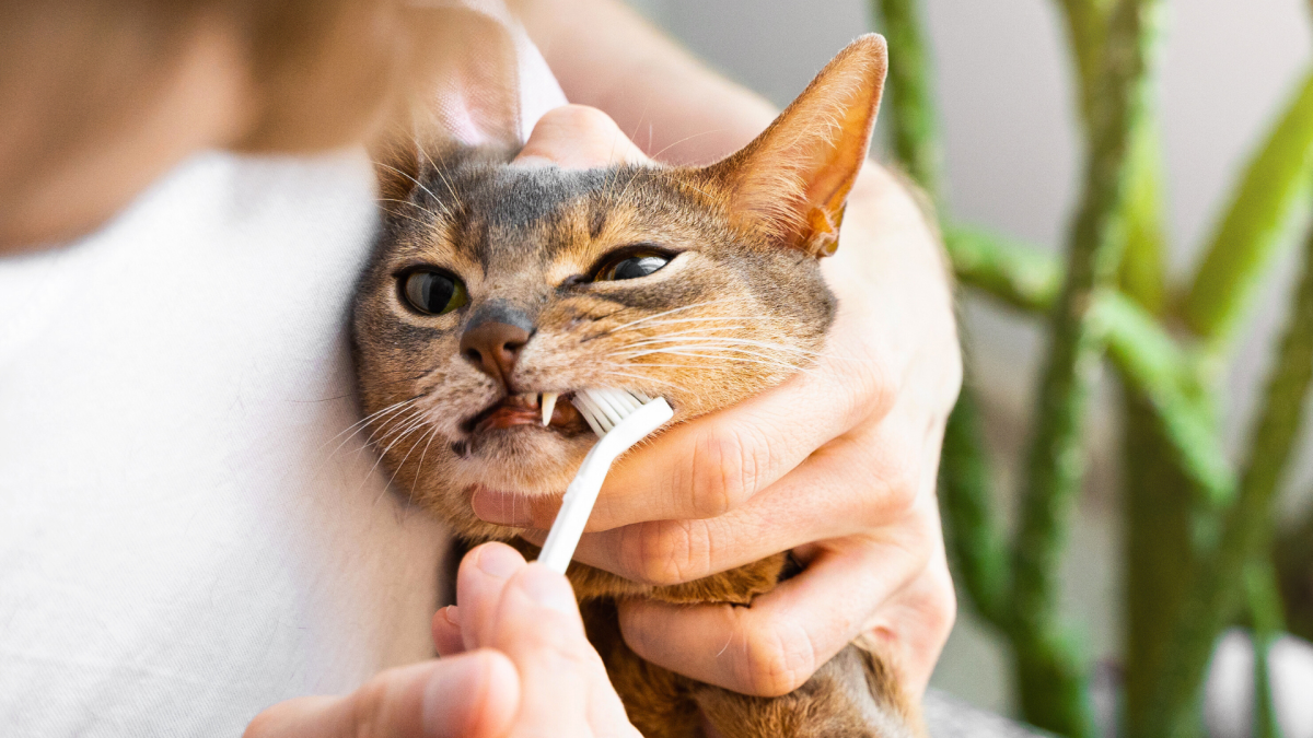 How Often Should You Brush Your Cats Teeth