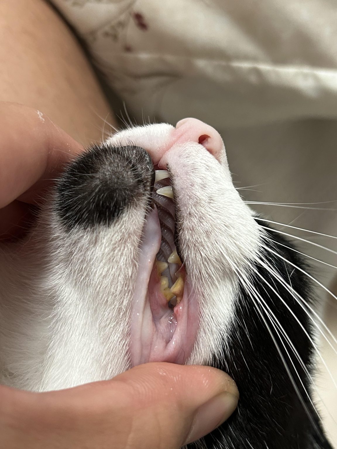 How to Brush Cats Teeth Reddit: Expert Tips & Tricks - My Blog