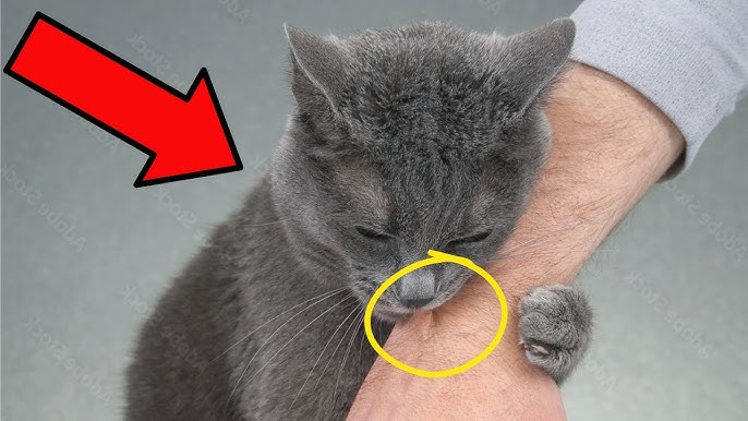 How to Correct Bad Cat Behavior
