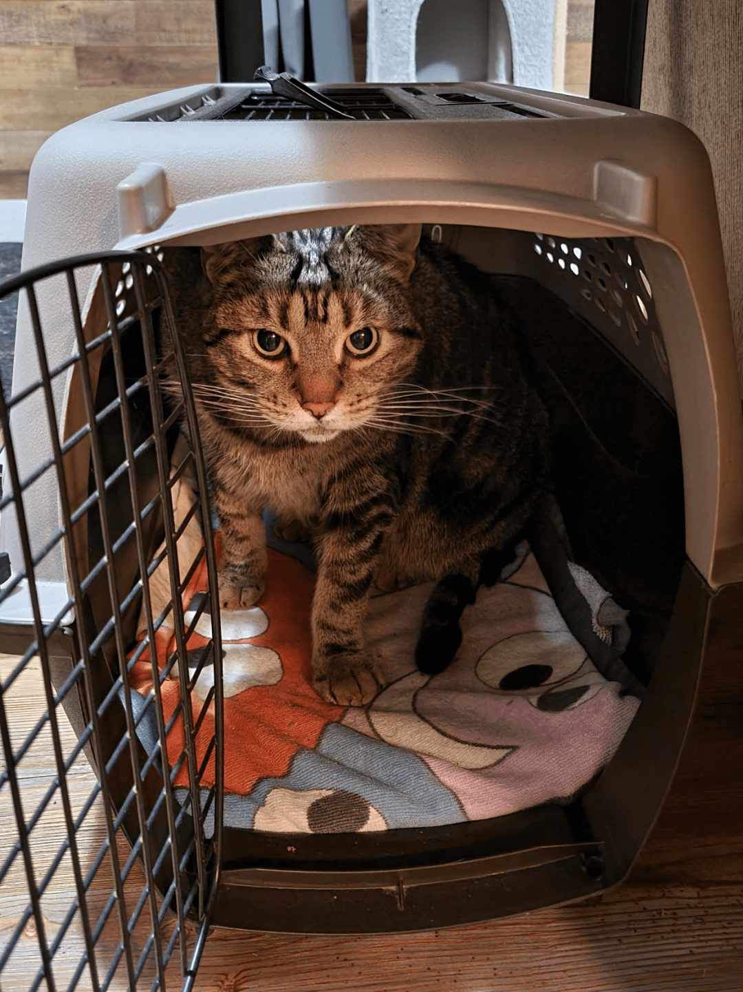 How to Crate Train a Cat