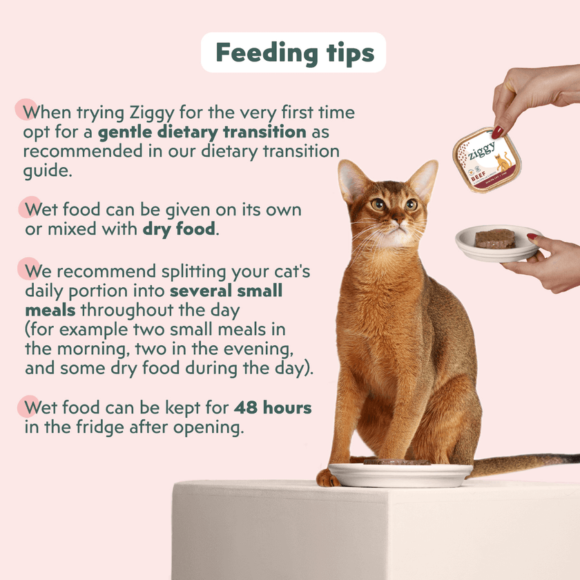 How to Feed Wet Cat Food