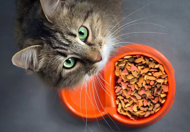 How to Figure Best Nutritional Cat Food