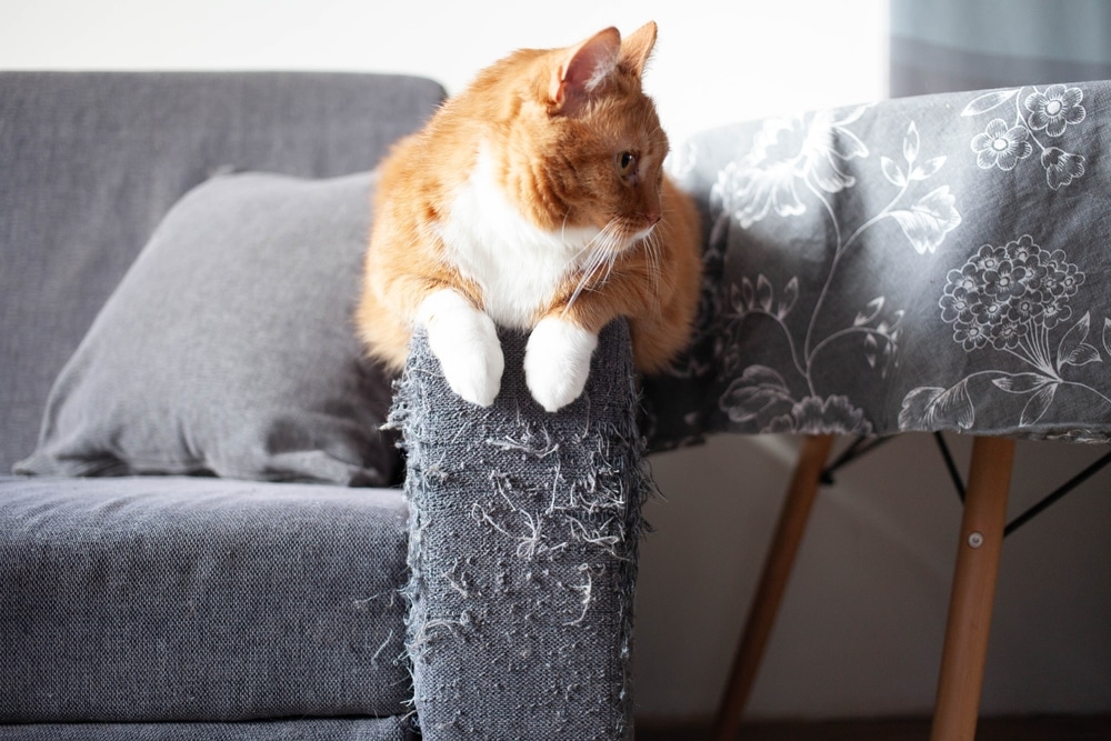 How to Fix Bad Cat Behavior: Expert Tips & Solutions - My Blog