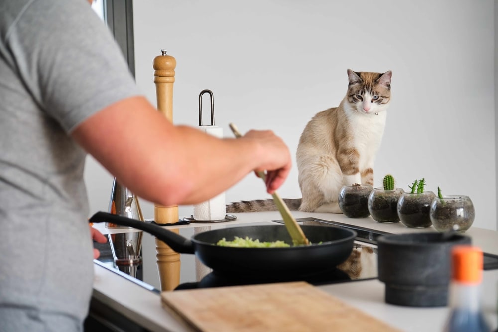 How to Force a Cat Nutrition