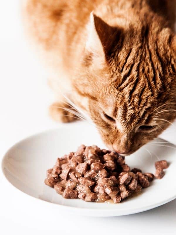 How to Get a Cat to Eat Wet Food