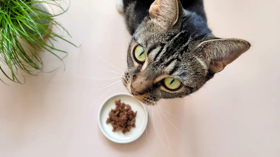 How to Get Cat to Eat Wet Food