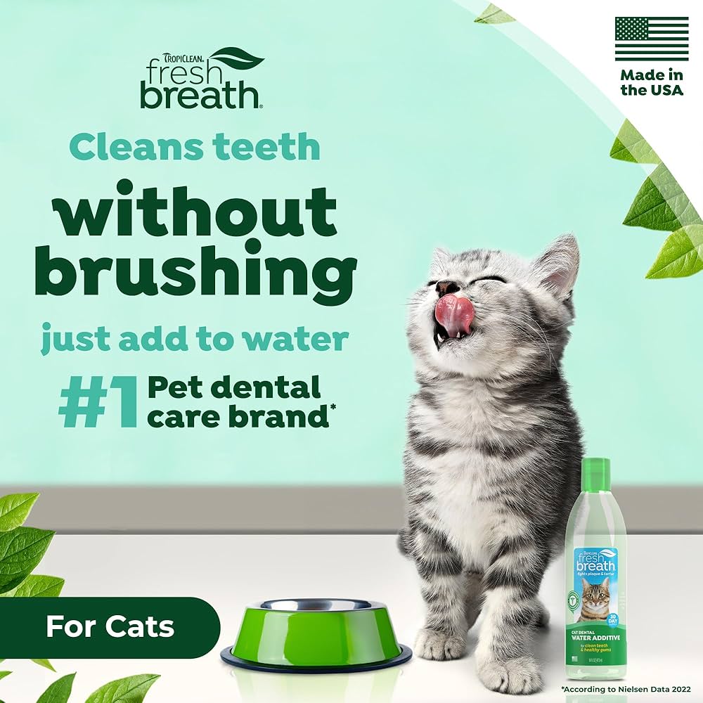 How to Keep Cats Teeth Clean Without Brushing
