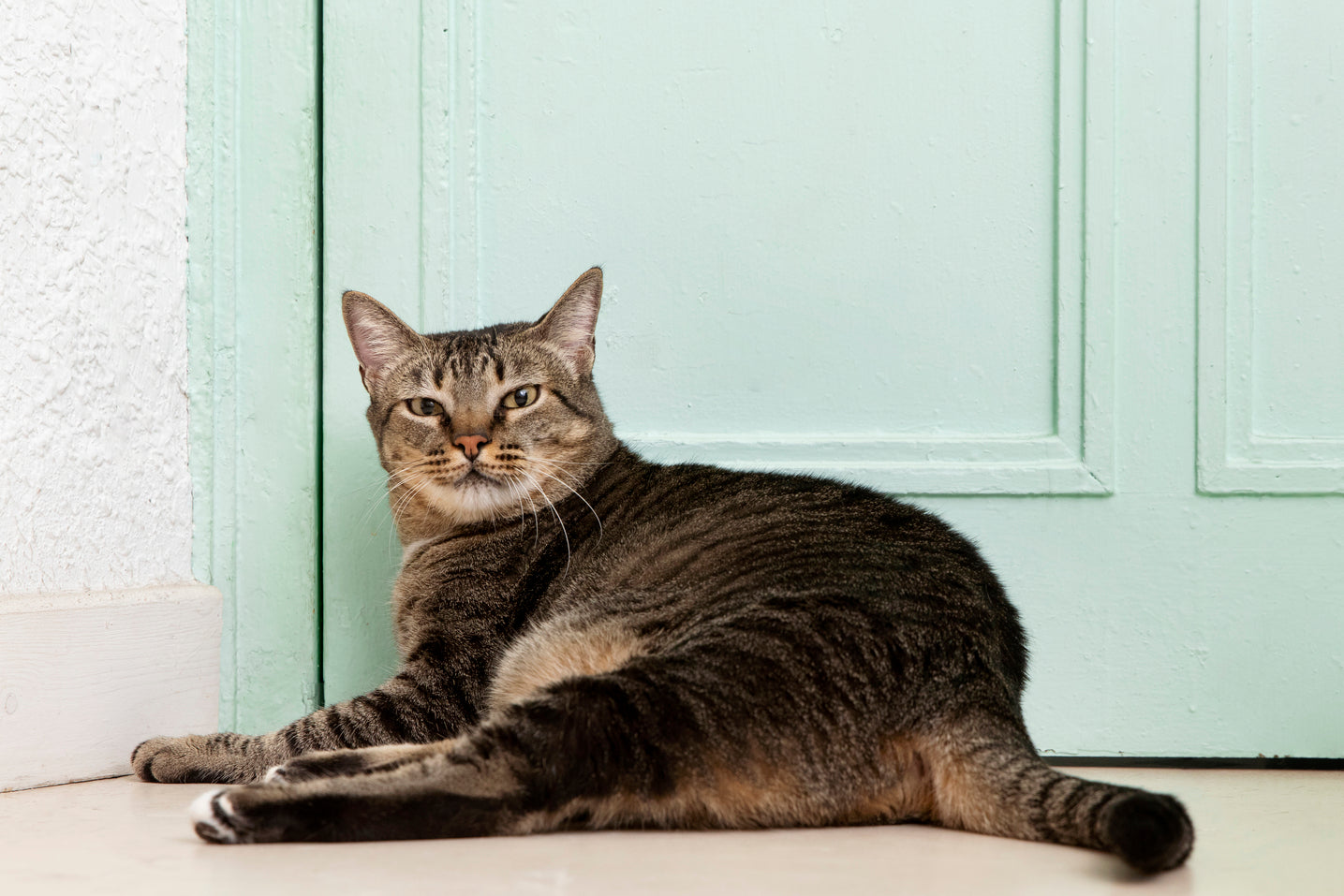 How to Know If Your Cat Has an Imbalance Nutrition