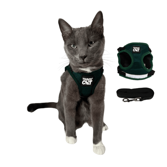 How to Put on a Leash on a Cat