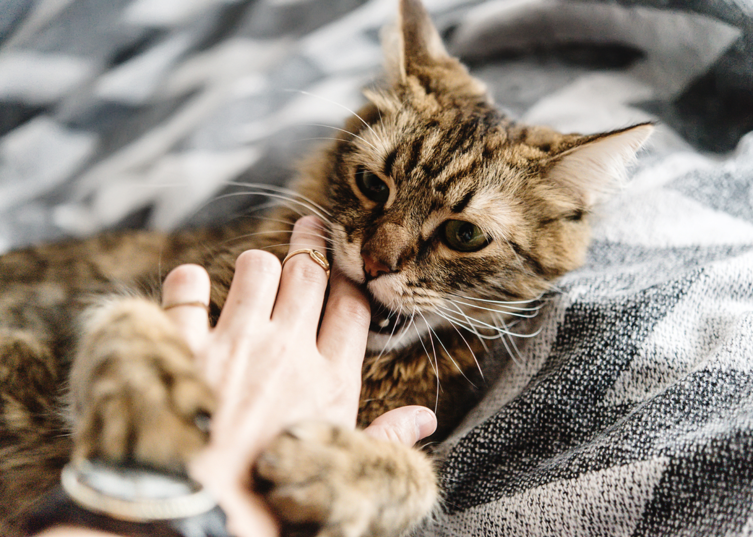 Curated visual reference: Cat Ownership And Biting Scratching Issues Reference: How To Train A Cat Not To Scratch And Bite