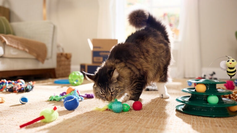 How to Train a Cat to Fetch