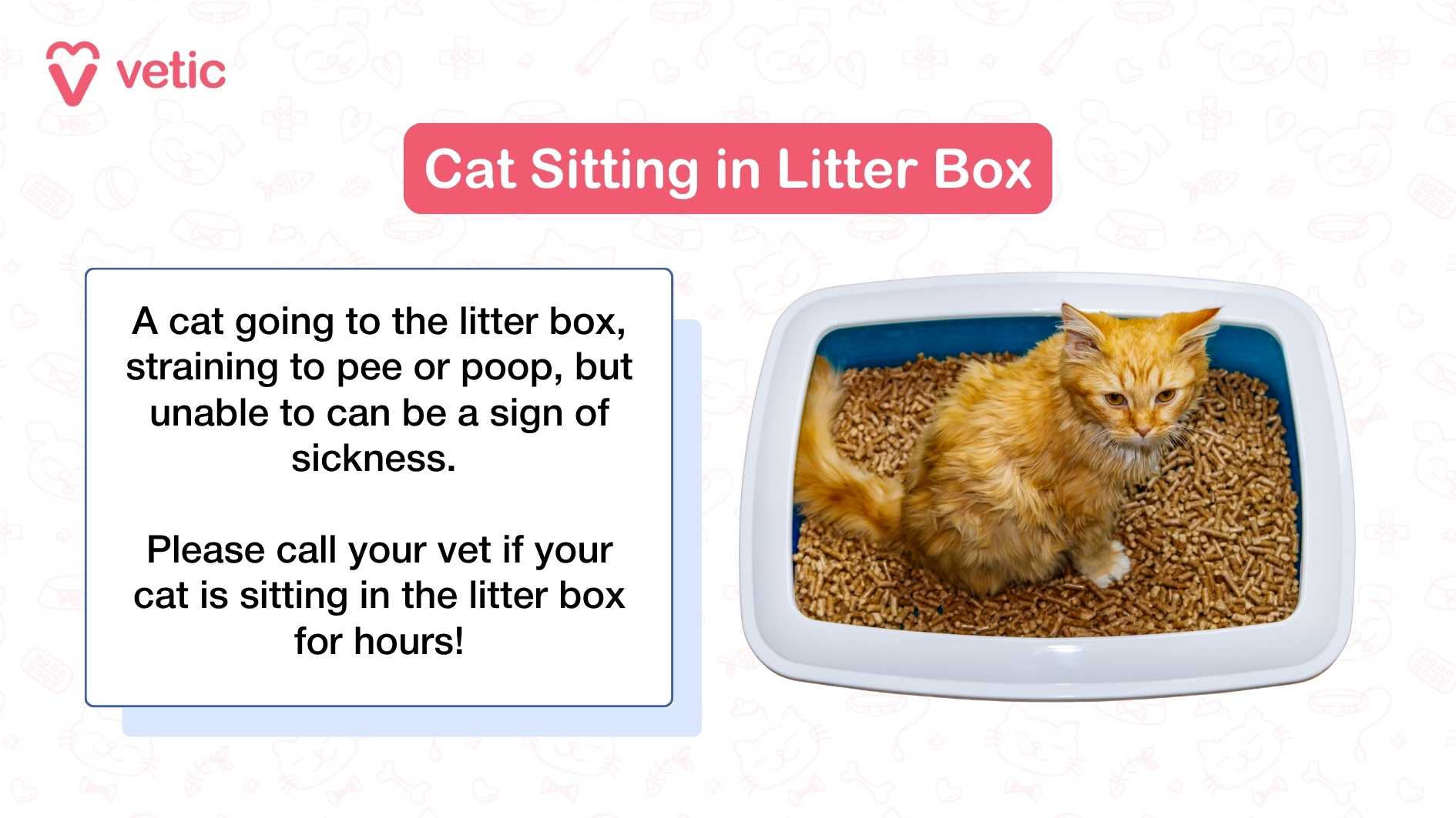 How to Train a Cat to Pee in Litter Box