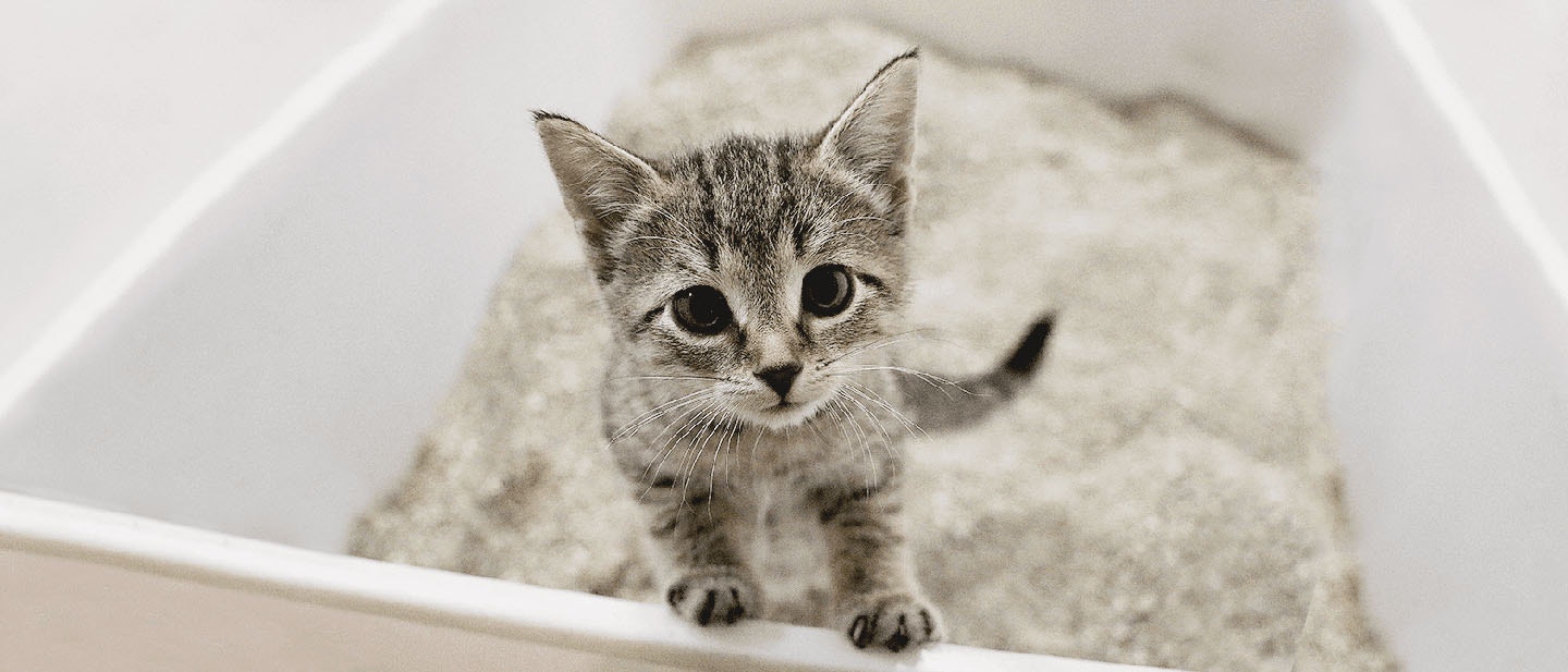 How to Train a Cat to Use a Litter Box