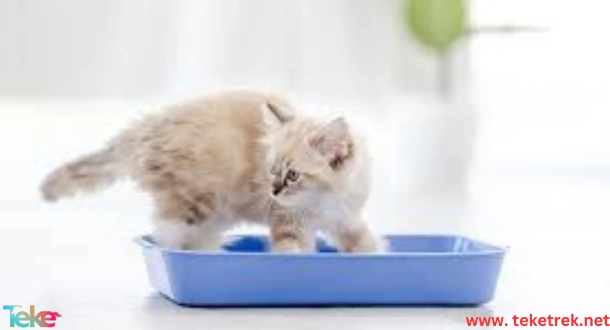 How to Train Cats to Use Litter