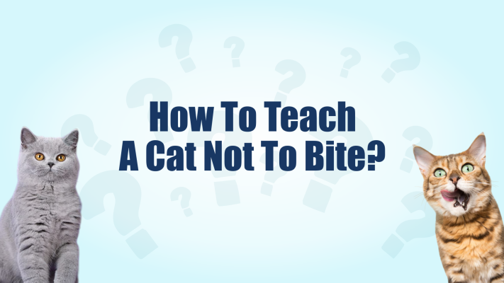 How to Train Your Cat Not to Bite