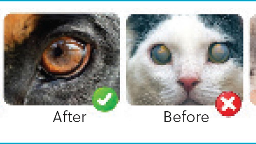 How to Treat Nutritional Cataracts in Cats
