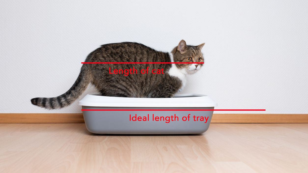How Train a Cat to Use Litter Box