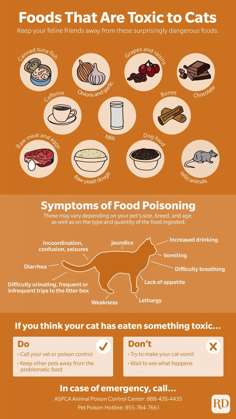 Is Nutritional Yeast Toxic to Cats