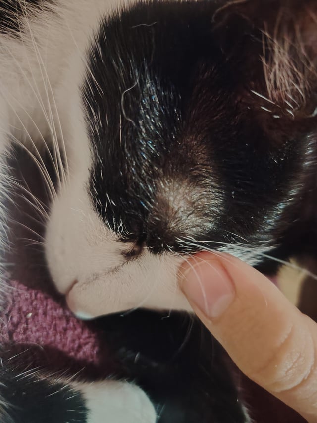 Is Wet Food Bad for Cats